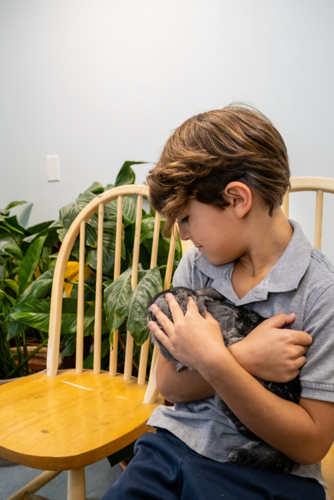 Boy holding a grey rabbit on his lap.