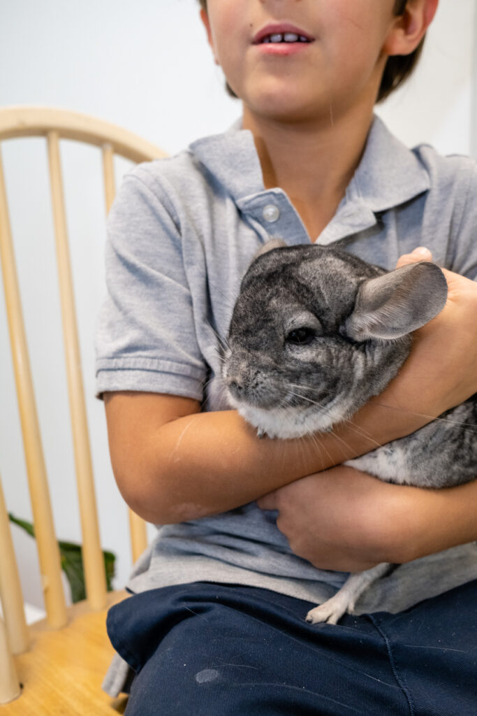 Child holding a gray chinchilla on lap.